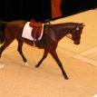 Dressage